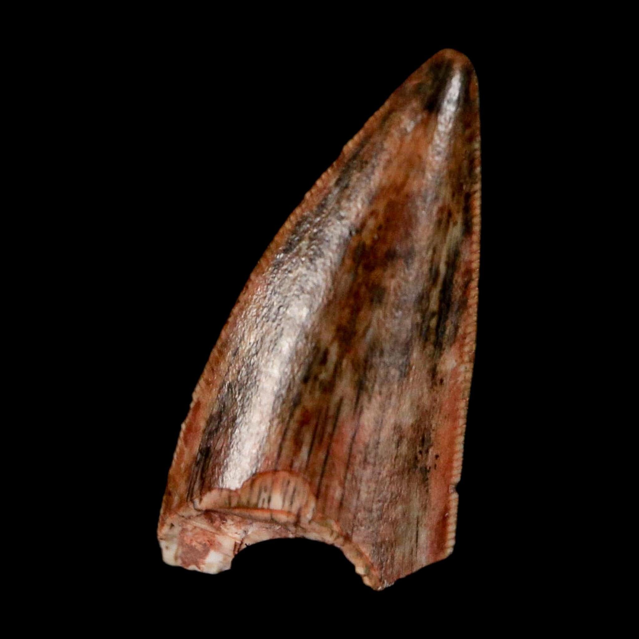 0.6" Postosuchus Rauisuchid Archosaur Fossil Tooth Redonda Formation NM COA Display - Fossil Age Minerals