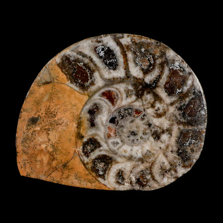 2.9" Goniatite Ammonite Fossil Polished, Cut Half's Erfoud Morocco Devonian Age COA