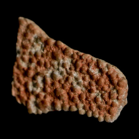 0.5" Megaloolithus Titanosaur Dinosaur Fossil Egg Shell Bouches Du Rhone France Display