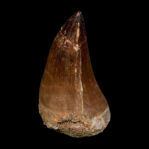 XL 2.2" Mosasaur Prognathodon Fossil Tooth Cretaceous Dinosaur Era COA Stand