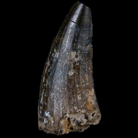 1.4" Suchomimus Fossil Tooth Cretaceous Spinosaurid Dinosaur Elraz FM Niger COA