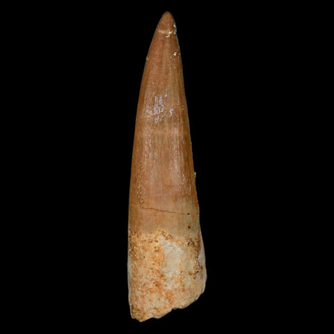 1.8" Plesiosaur Zarafasaura Tooth Fossil Cretaceous Dinosaur Era COA, Stand