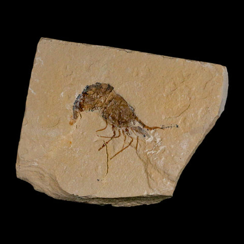 1.6" Fossil Shrimp Carpopenaeus Cretaceous Age 100 Mil Yrs Old Lebanon COA - Fossil Age Minerals