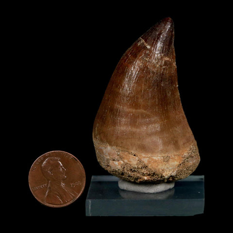 XL 2.2" Mosasaur Prognathodon Fossil Tooth Cretaceous Dinosaur Era COA Stand