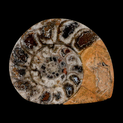 2.9" Goniatite Ammonite Fossil Polished, Cut Half's Erfoud Morocco Devonian Age COA - Fossil Age Minerals