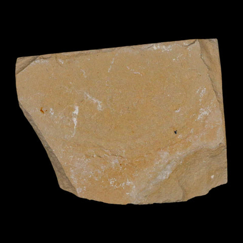 1.6" Fossil Shrimp Carpopenaeus Cretaceous Age 100 Mil Yrs Old Lebanon COA - Fossil Age Minerals