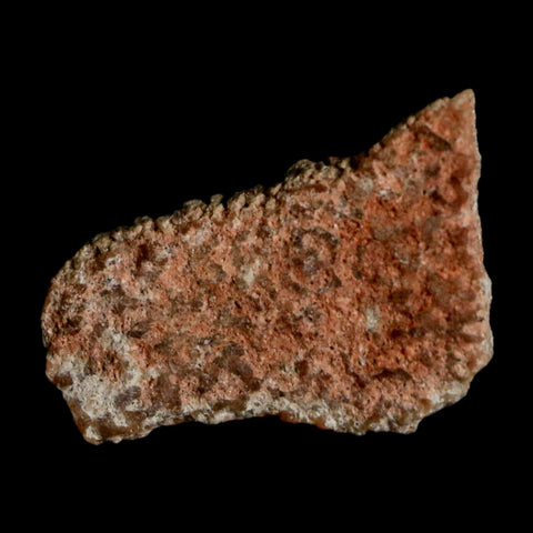 0.5" Megaloolithus Titanosaur Dinosaur Fossil Egg Shell Bouches Du Rhone France Display