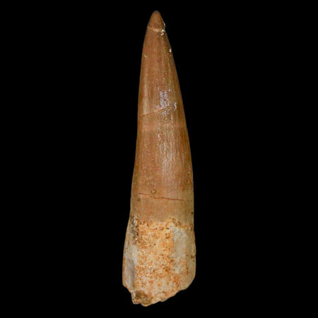 1.8" Plesiosaur Zarafasaura Tooth Fossil Cretaceous Dinosaur Era COA, Stand