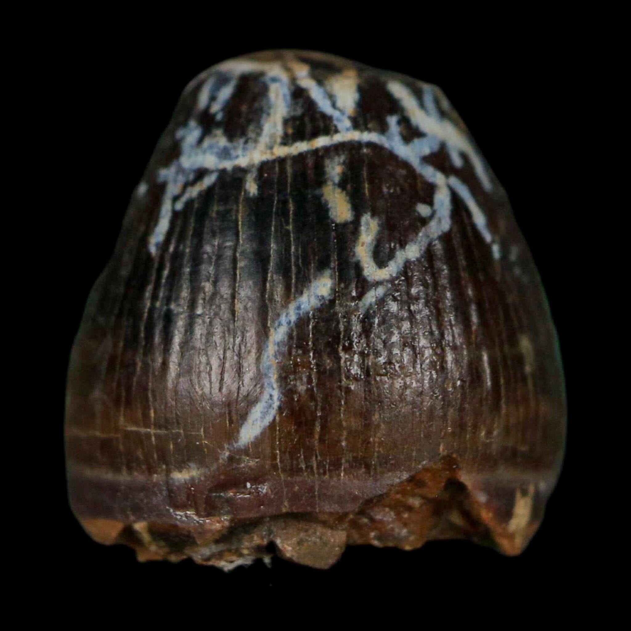 0.5 Crocodile Borealosuchus Fossil Tooth Judith River FM Montana COA Display - Fossil Age Minerals