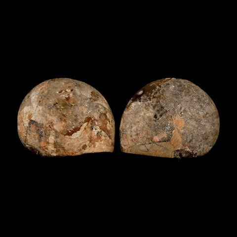 2.9" Goniatite Ammonite Fossil Polished, Cut Half's Erfoud Morocco Devonian Age COA - Fossil Age Minerals