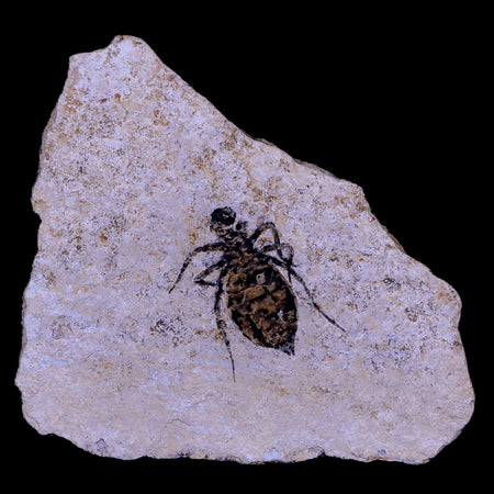 0.8" Dragonfly Larvae Fossil Libellula Doris Plate Upper Miocene Piemont Italy Display