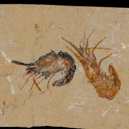 2 Two Fossil Shrimp Carpopenaeus Cretaceous Age 100 Mil Yrs Old Lebanon COA