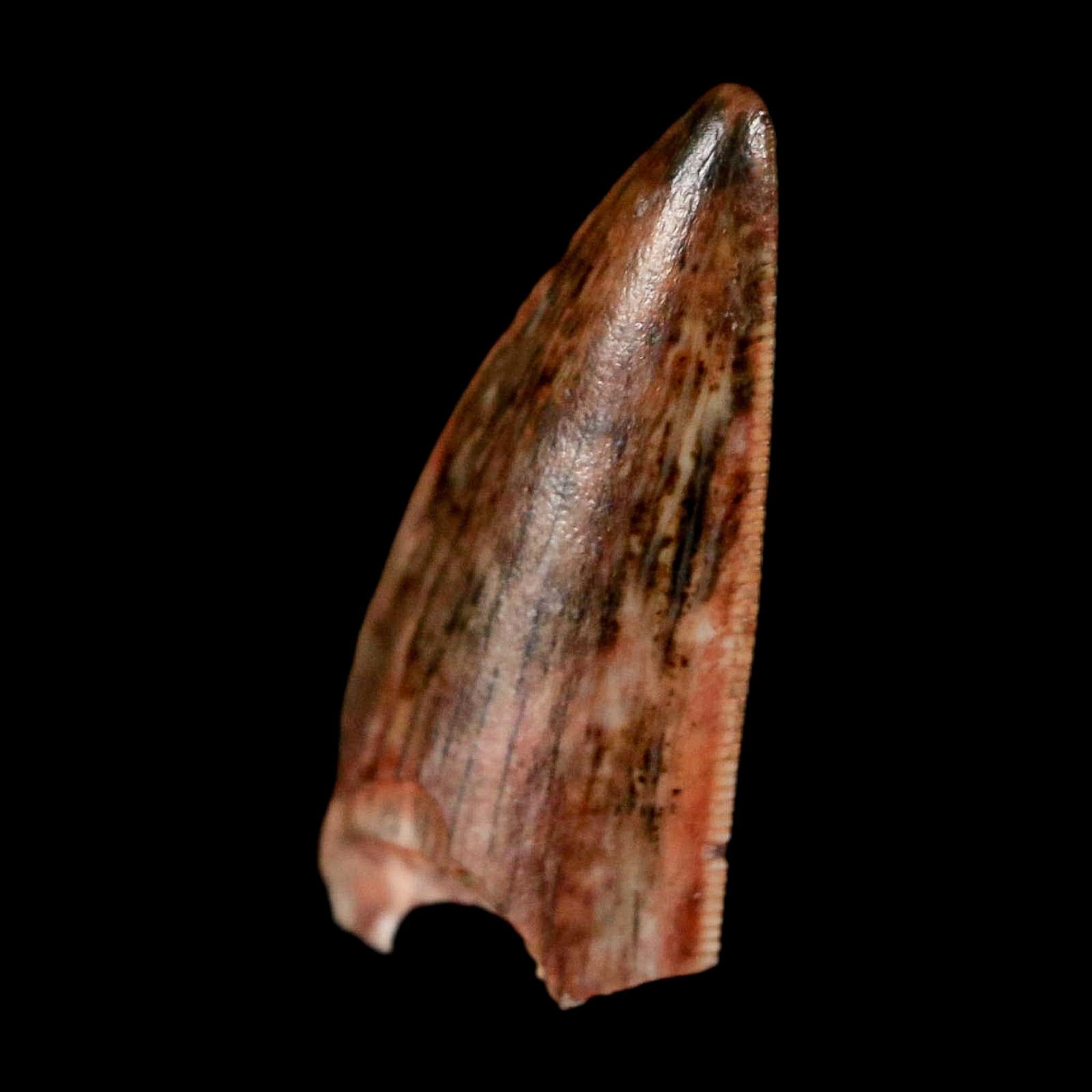 0.6" Postosuchus Rauisuchid Archosaur Fossil Tooth Redonda Formation NM COA Display - Fossil Age Minerals