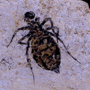 0.8" Dragonfly Larvae Fossil Libellula Doris Plate Upper Miocene Piemont Italy Display