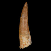 1.8" Plesiosaur Zarafasaura Tooth Fossil Cretaceous Dinosaur Era COA, Stand