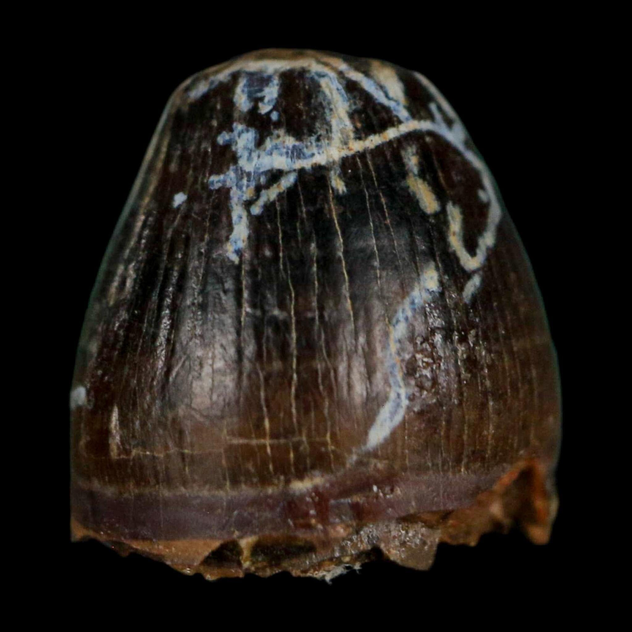 0.5 Crocodile Borealosuchus Fossil Tooth Judith River FM Montana COA Display - Fossil Age Minerals