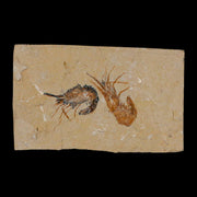 2 Two Fossil Shrimp Carpopenaeus Cretaceous Age 100 Mil Yrs Old Lebanon COA