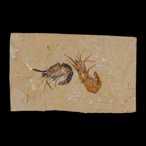 2 Two Fossil Shrimp Carpopenaeus Cretaceous Age 100 Mil Yrs Old Lebanon COA - Fossil Age Minerals