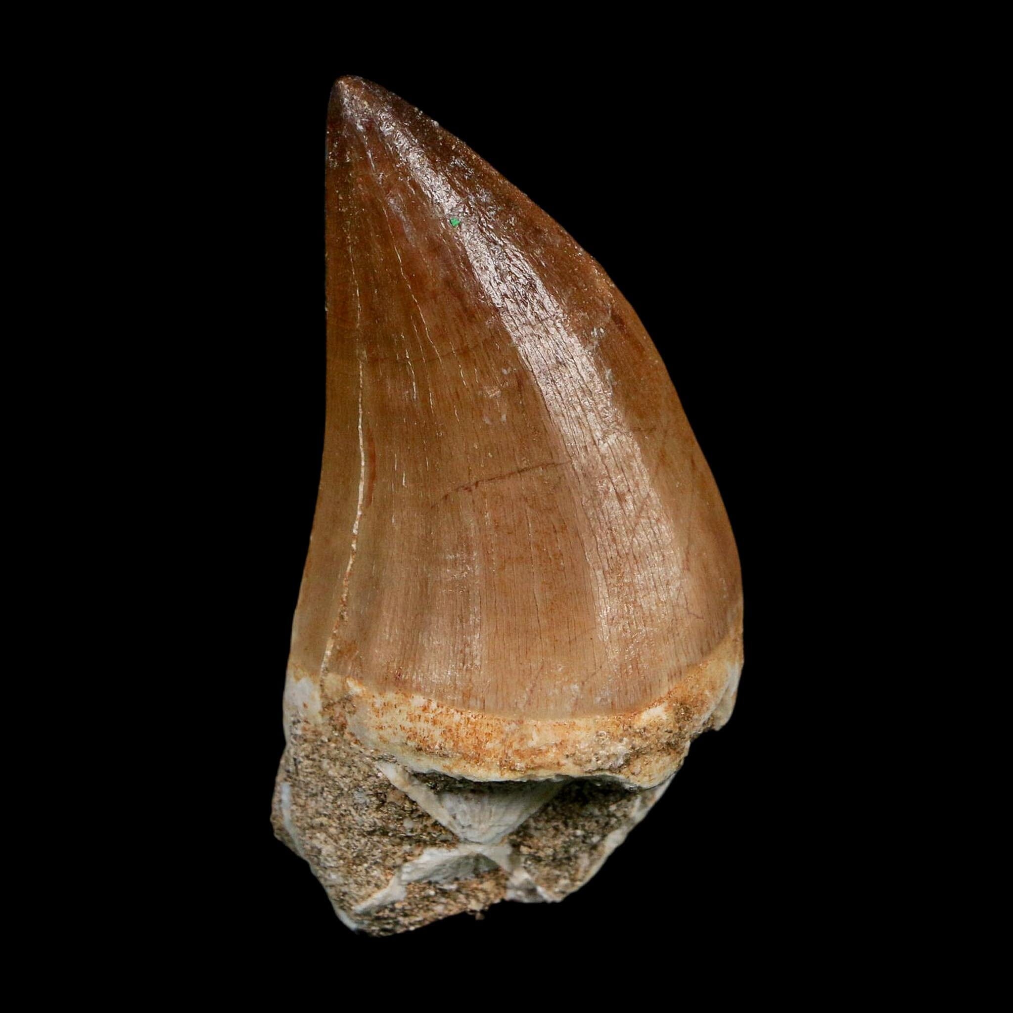 XL 2.4" Mosasaur Prognathodon Fossil Tooth Cretaceous Dinosaur Era COA Stand - Fossil Age Minerals