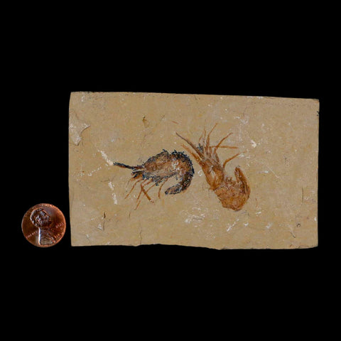 2 Two Fossil Shrimp Carpopenaeus Cretaceous Age 100 Mil Yrs Old Lebanon COA - Fossil Age Minerals