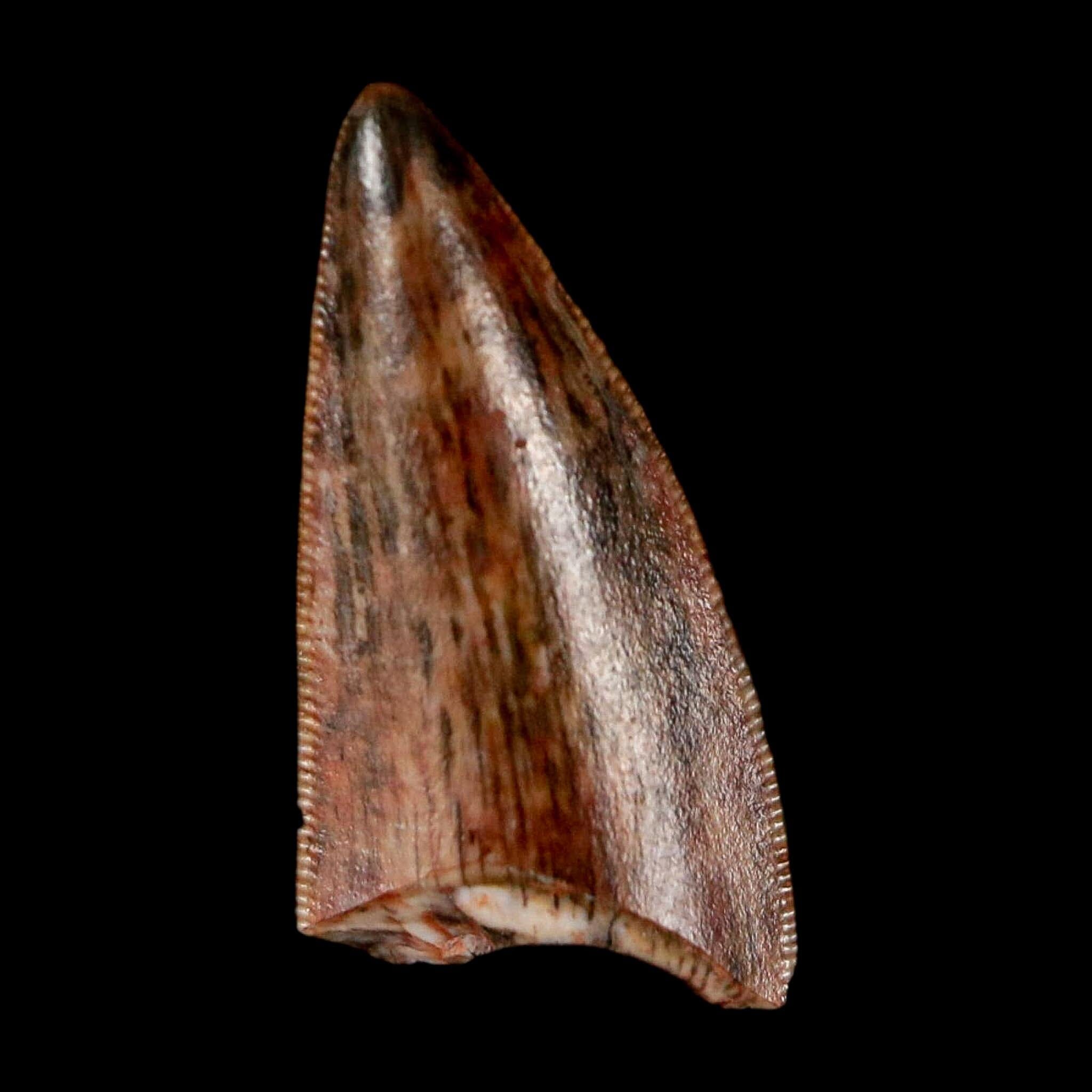 0.6" Postosuchus Rauisuchid Archosaur Fossil Tooth Redonda Formation NM COA Display - Fossil Age Minerals