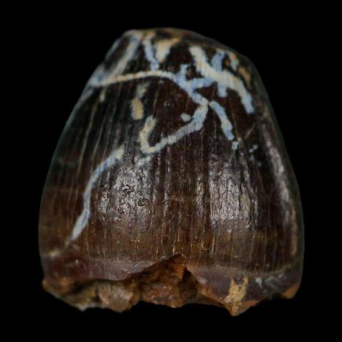 0.5 Crocodile Borealosuchus Fossil Tooth Judith River FM Montana COA Display - Fossil Age Minerals