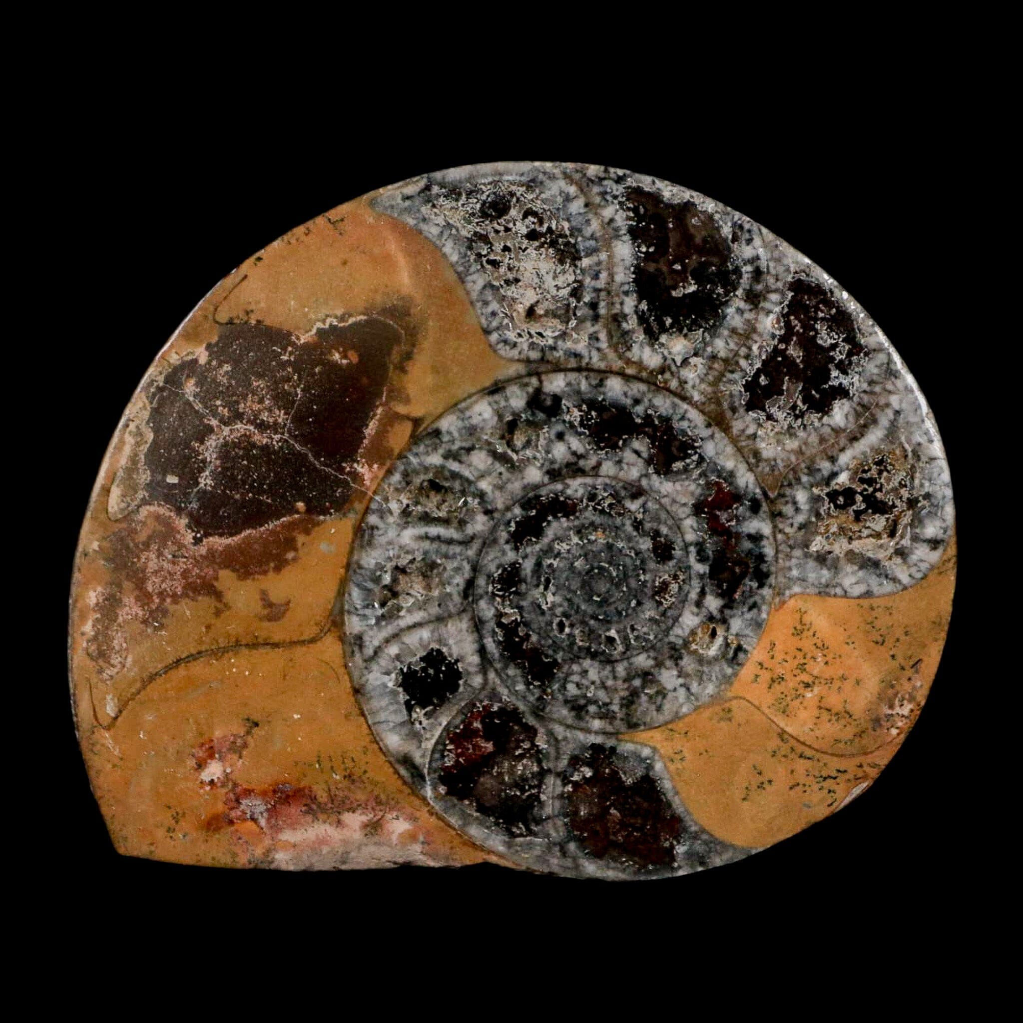 3.2" Goniatite Ammonite Fossil Polished, Cut Half's Erfoud Morocco Devonian Age COA - Fossil Age Minerals