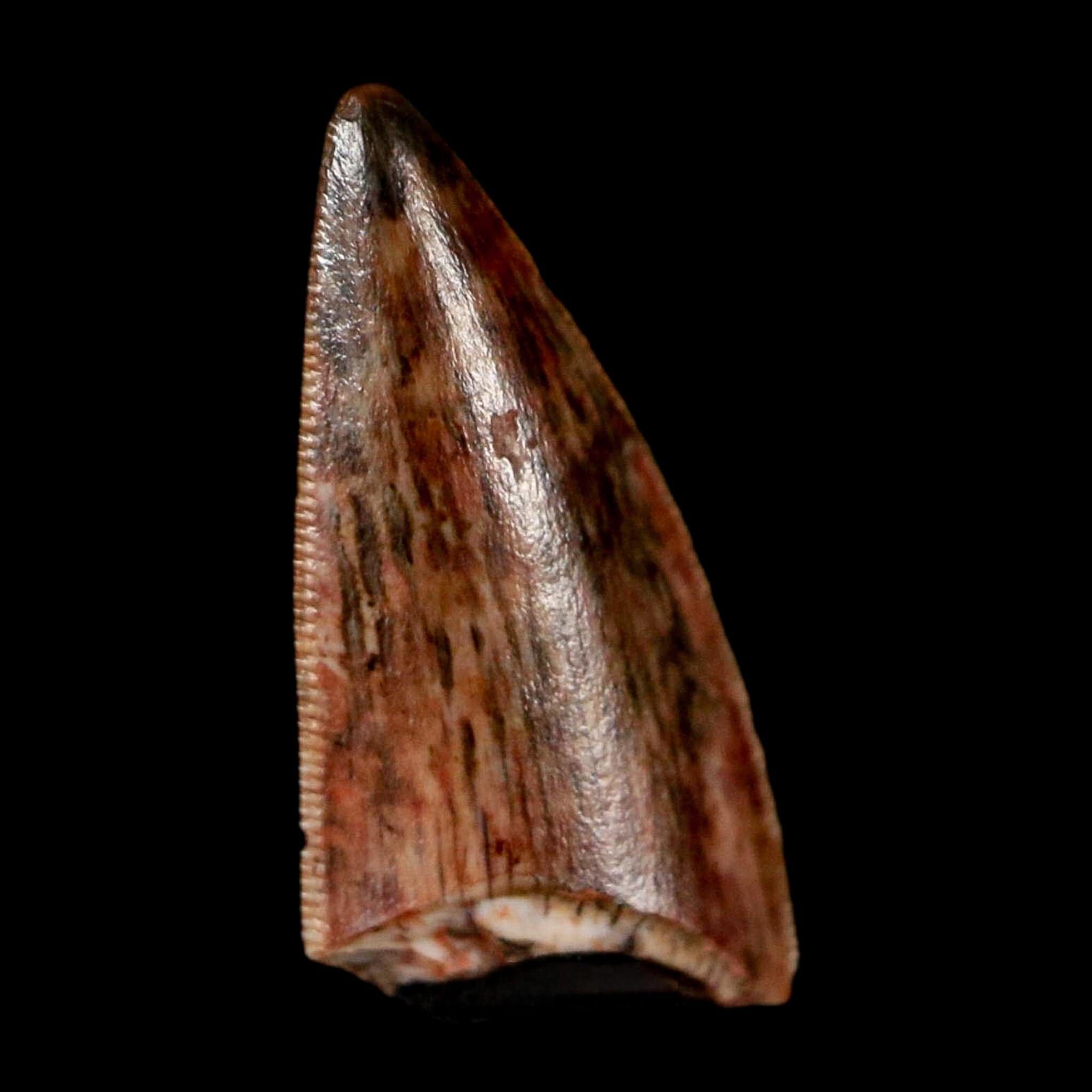 0.6" Postosuchus Rauisuchid Archosaur Fossil Tooth Redonda Formation NM COA Display - Fossil Age Minerals