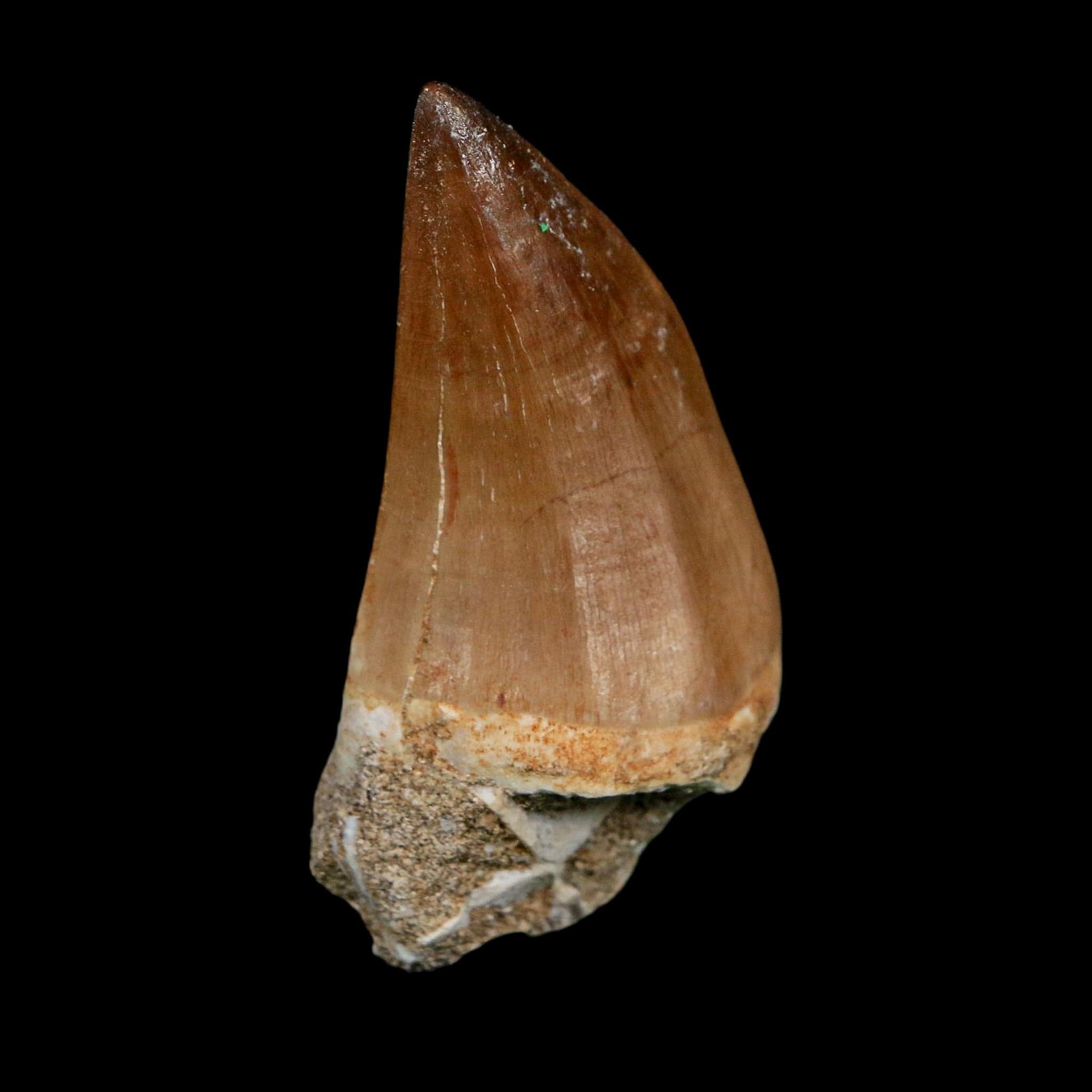 XL 2.4" Mosasaur Prognathodon Fossil Tooth Cretaceous Dinosaur Era COA Stand - Fossil Age Minerals