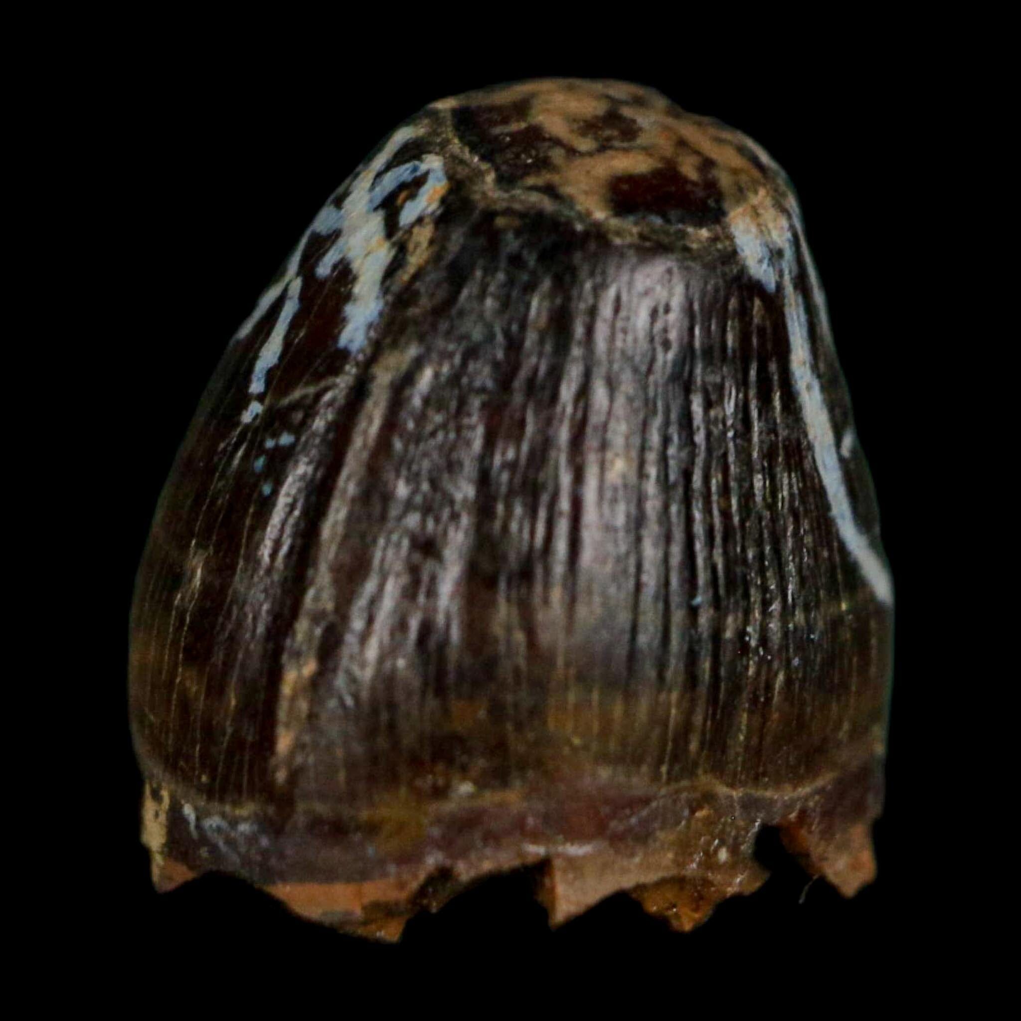 0.5 Crocodile Borealosuchus Fossil Tooth Judith River FM Montana COA Display - Fossil Age Minerals