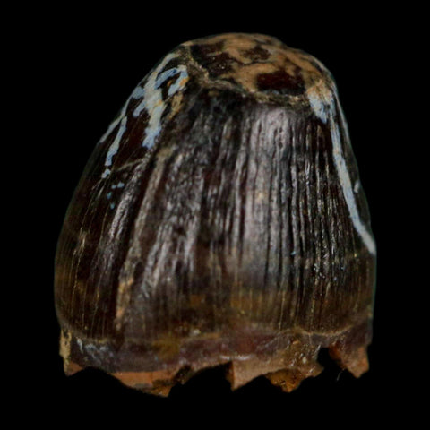 0.5 Crocodile Borealosuchus Fossil Tooth Judith River FM Montana COA Display - Fossil Age Minerals