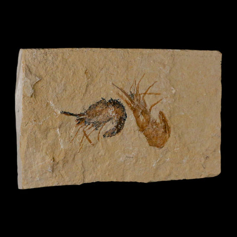 2 Two Fossil Shrimp Carpopenaeus Cretaceous Age 100 Mil Yrs Old Lebanon COA - Fossil Age Minerals