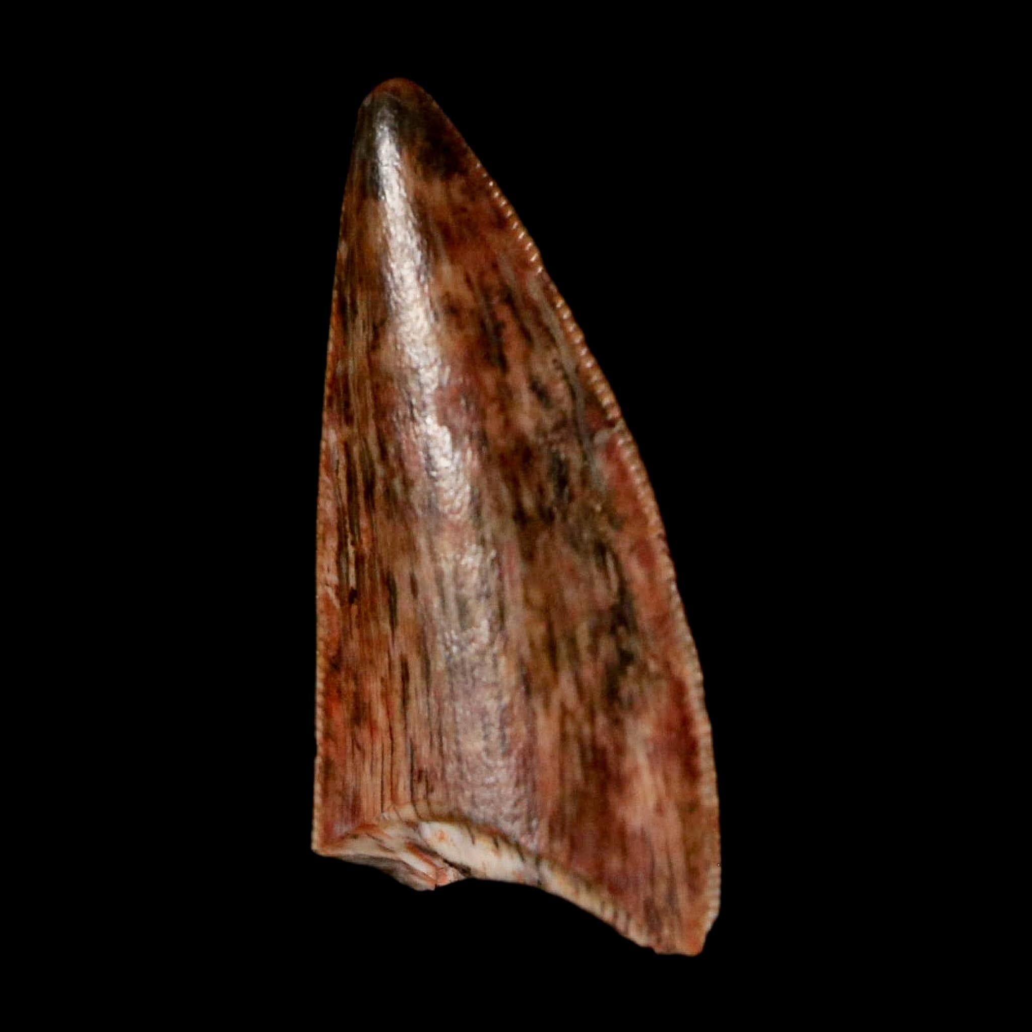 0.6" Postosuchus Rauisuchid Archosaur Fossil Tooth Redonda Formation NM COA Display - Fossil Age Minerals