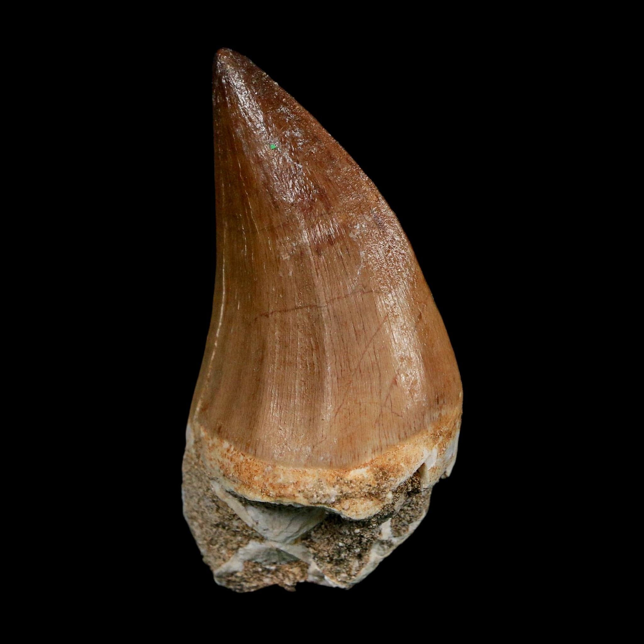 XL 2.4" Mosasaur Prognathodon Fossil Tooth Cretaceous Dinosaur Era COA Stand - Fossil Age Minerals