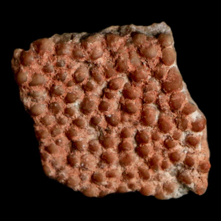 0.4" Megaloolithus Titanosaur Dinosaur Fossil Egg Shell Bouches Du Rhone France Display