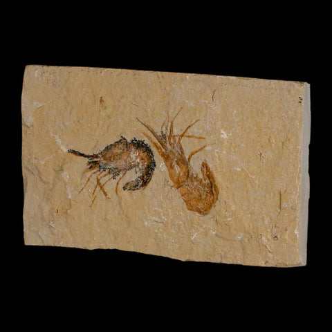 2 Two Fossil Shrimp Carpopenaeus Cretaceous Age 100 Mil Yrs Old Lebanon COA - Fossil Age Minerals