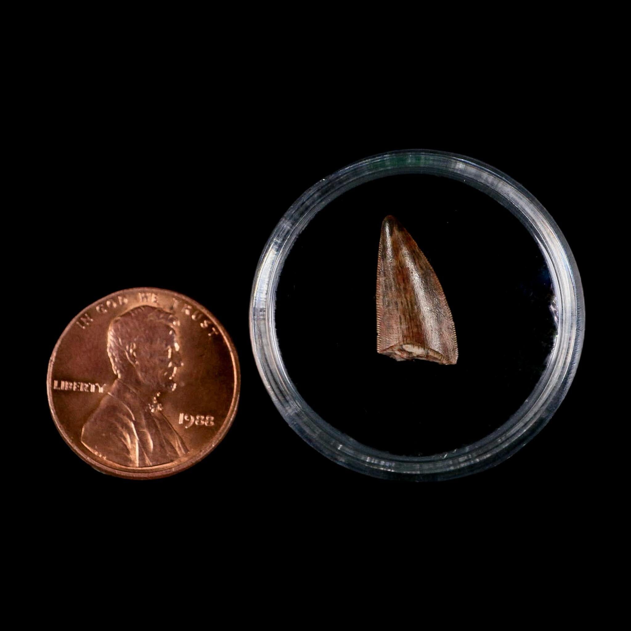 0.6" Postosuchus Rauisuchid Archosaur Fossil Tooth Redonda Formation NM COA Display - Fossil Age Minerals