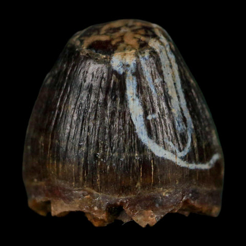0.5 Crocodile Borealosuchus Fossil Tooth Judith River FM Montana COA Display - Fossil Age Minerals