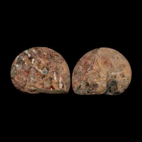 3.2" Goniatite Ammonite Fossil Polished, Cut Half's Erfoud Morocco Devonian Age COA - Fossil Age Minerals