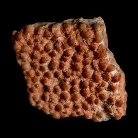 0.4" Megaloolithus Titanosaur Dinosaur Fossil Egg Shell Bouches Du Rhone France Display