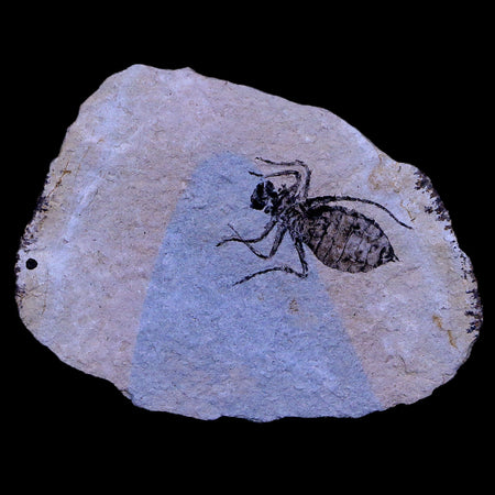 0.7" Dragonfly Larvae Fossil Libellula Doris Plate Upper Miocene Piemont Italy Display