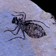 0.7" Dragonfly Larvae Fossil Libellula Doris Plate Upper Miocene Piemont Italy Display