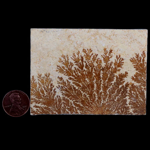 3.1" Pyrolusite Dendritic Sandstone Solnhofen Upper Jurassic Age West Germany - Fossil Age Minerals