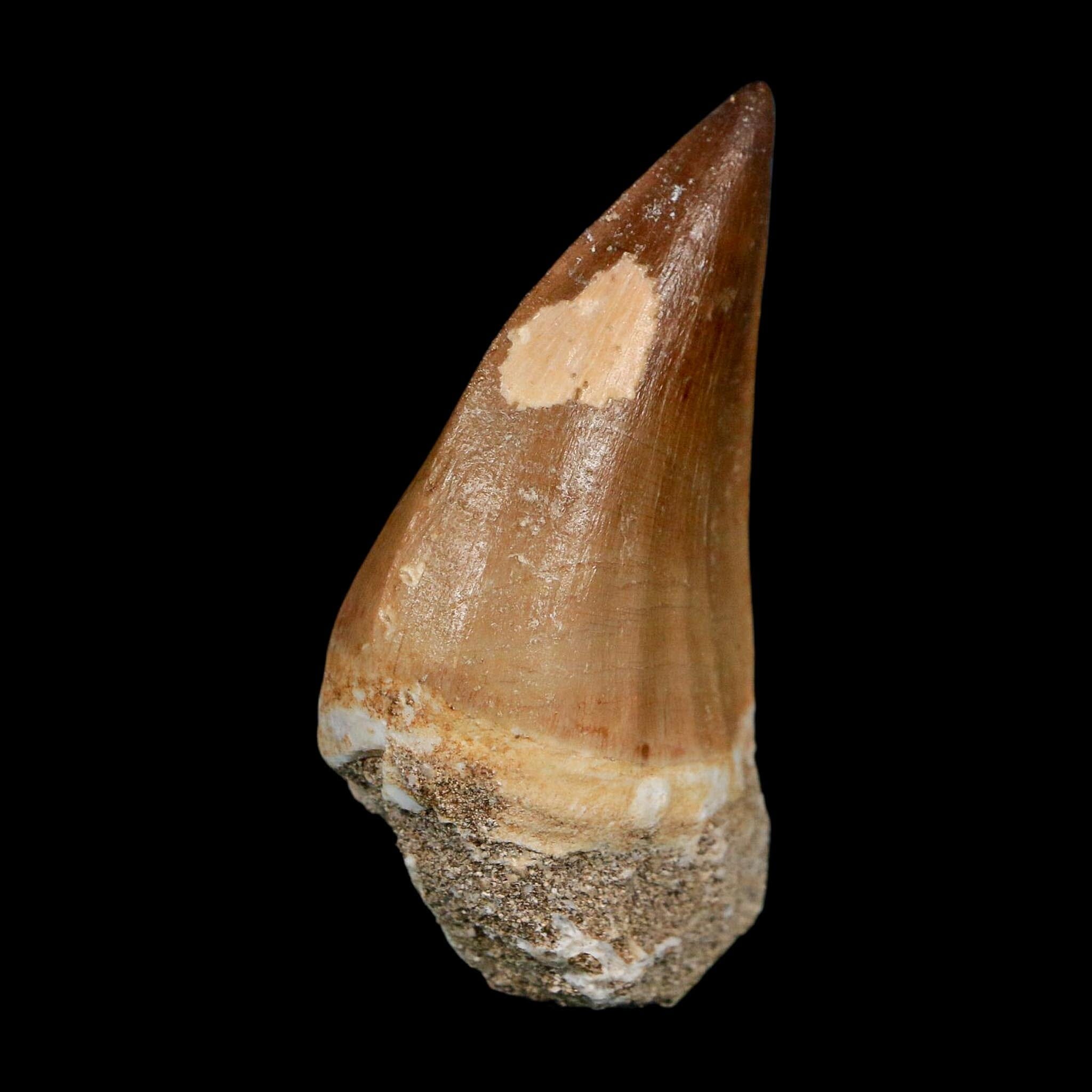 XL 2.4" Mosasaur Prognathodon Fossil Tooth Cretaceous Dinosaur Era COA Stand - Fossil Age Minerals