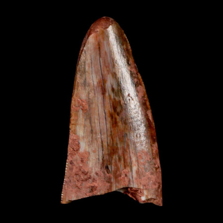 0.6" Postosuchus Rauisuchid Archosaur Fossil Tooth Redonda Formation NM COA Display