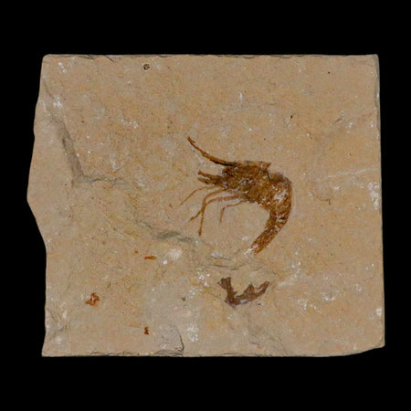 1" Fossil Shrimp Carpopenaeus Cretaceous Age 100 Mil Yrs Old Lebanon COA
