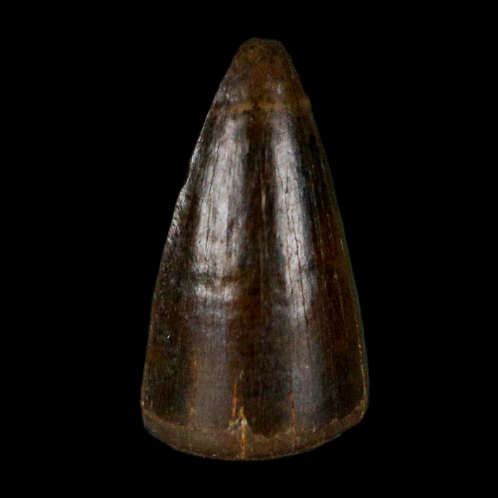 0.4 Crocodile Borealosuchus Fossil Tooth Judith River FM Montana COA Display - Fossil Age Minerals