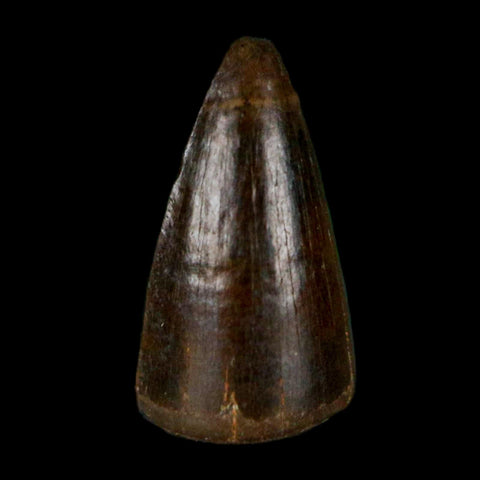 0.4 Crocodile Borealosuchus Fossil Tooth Judith River FM Montana COA Display - Fossil Age Minerals