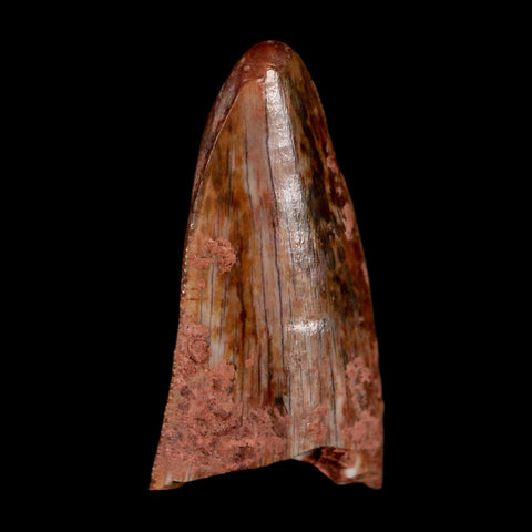 0.6" Postosuchus Rauisuchid Archosaur Fossil Tooth Redonda Formation NM COA Display