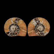 2.7" Goniatite Ammonite Fossil Polished, Cut Half's Erfoud Morocco Devonian Age COA